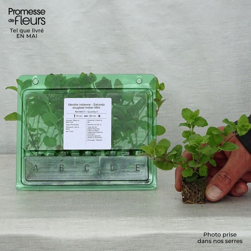 Ajedrea Indian Mint - Satureja douglasii minicepellón: Ø 3/4 cm Ejemplar entregado en la primavera