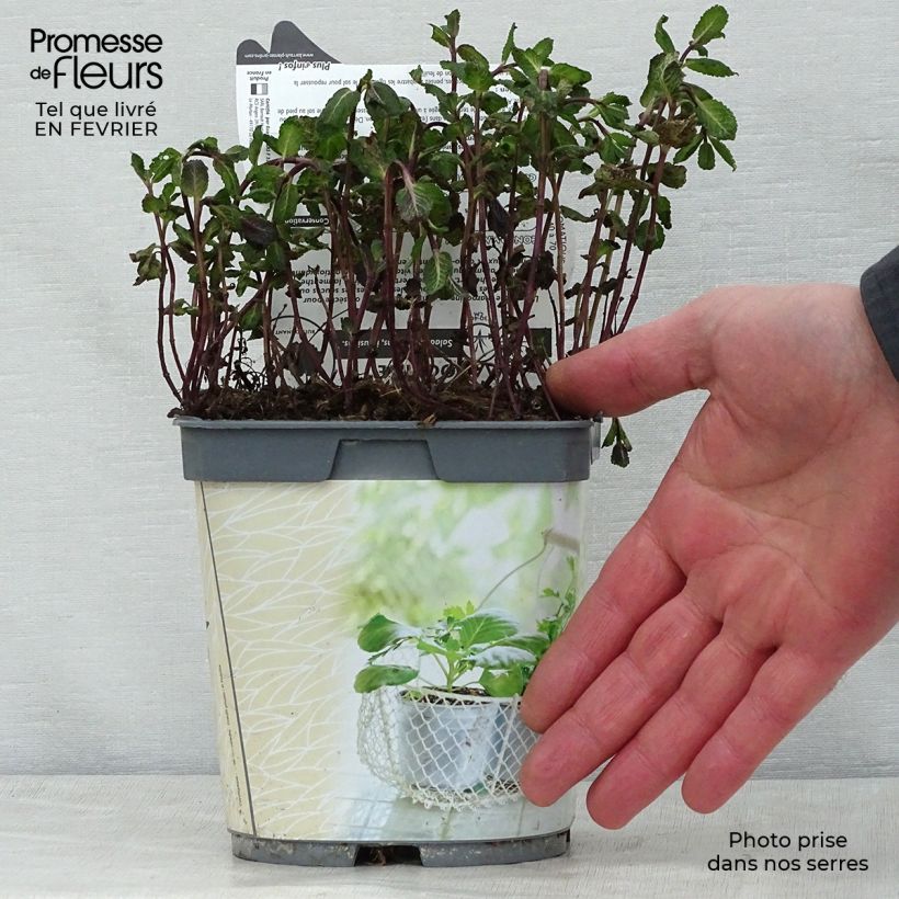 Hierbabuena Nannah Bio Maceta 1L/1,5L Ejemplar entregado en invierno