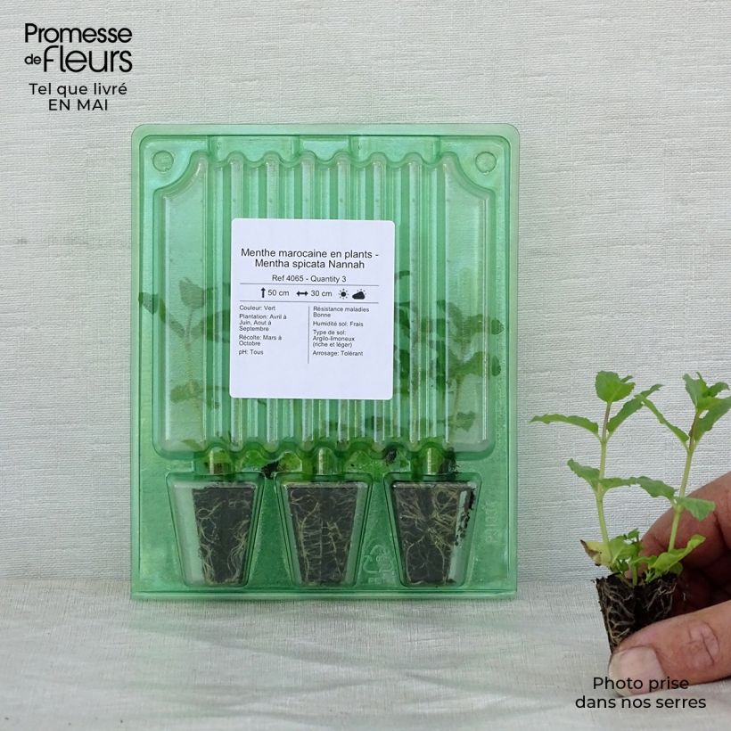 Hierbabuena Nannah (plantas) minicepellón: Ø 3/4 cm Ejemplar entregado en la primavera