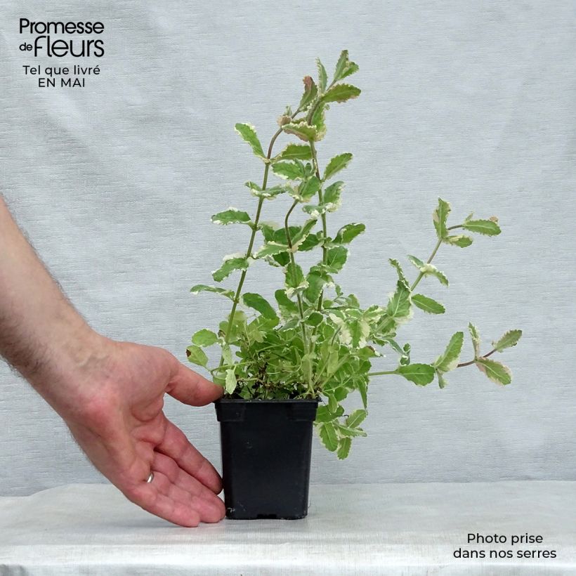 Mastranzo Variegata Maceta de 8/9 cm Ejemplar entregado en la primavera