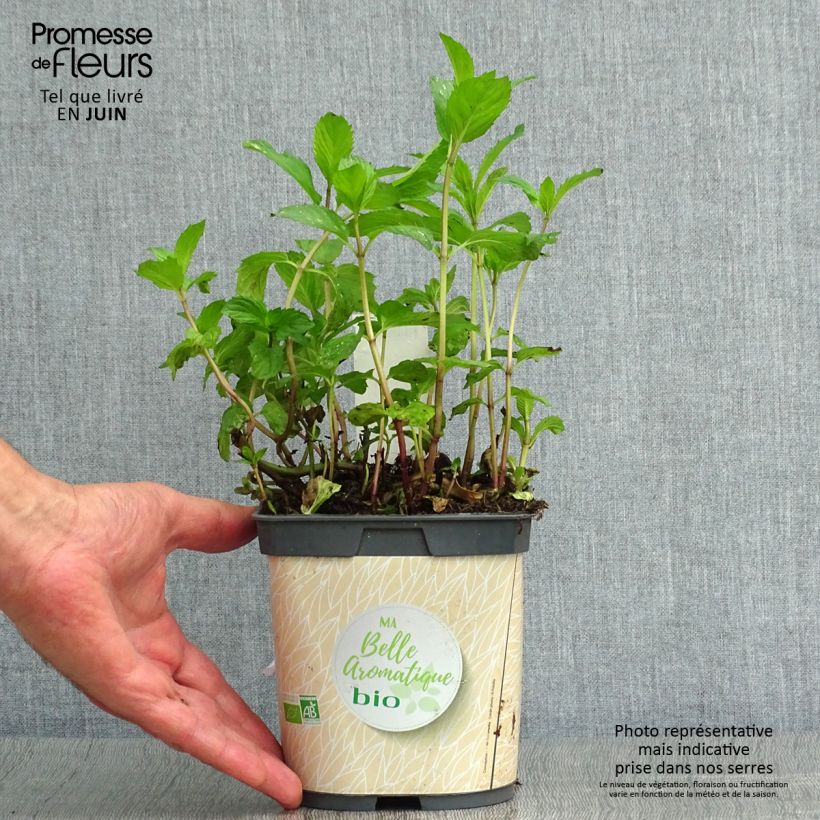 Ejemplar de Menta piperita BIO Maceta de 7/8 cm entregado en verano