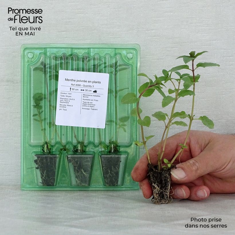 Menta (maceta) minicepellón: Ø 3/4 cm Ejemplar entregado en la primavera