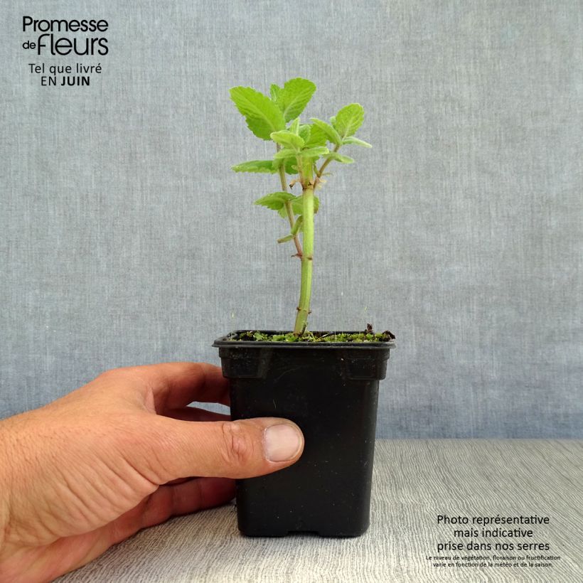 Ejemplar de Mastranzo Applefruit Maceta de 8/9 cm entregado en verano