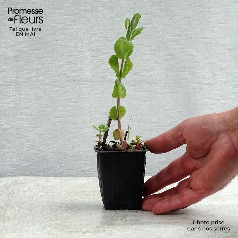 Mastranzo Applefruit Maceta de 8/9 cm Ejemplar entregado en la primavera