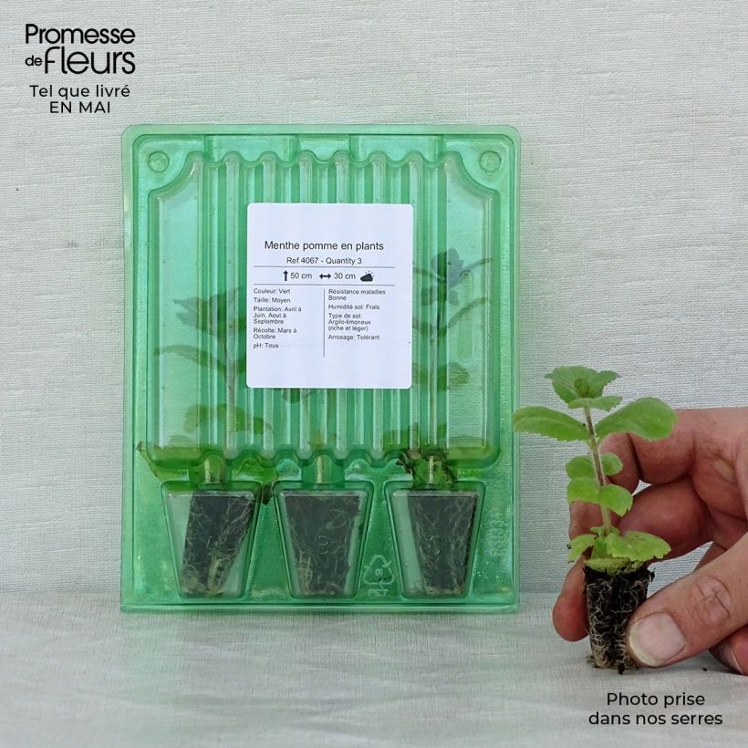 Mastranzo Applefruit minicepellón: Ø 3/4 cm Ejemplar entregado en la primavera