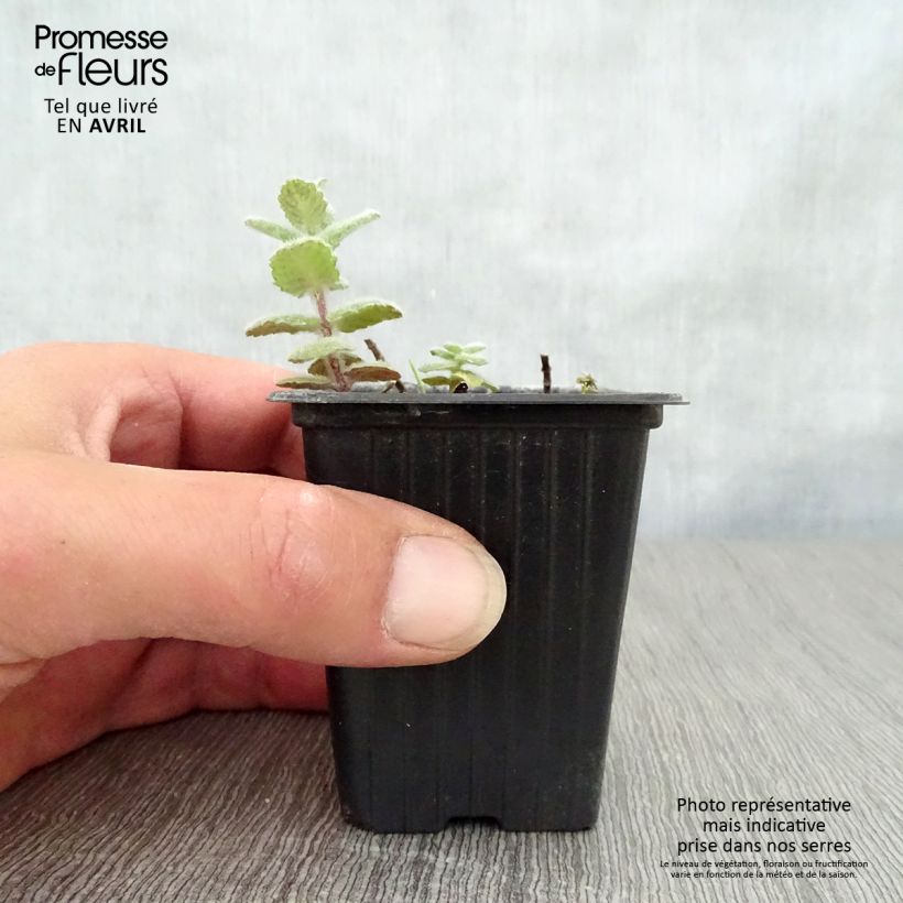 Mastranzo - Mentha suaveolens Maceta de 8/9 cm Ejemplar entregado en la primavera