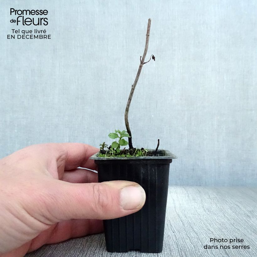 Menta Swiss Maceta de 8/9 cm Ejemplar entregado en invierno