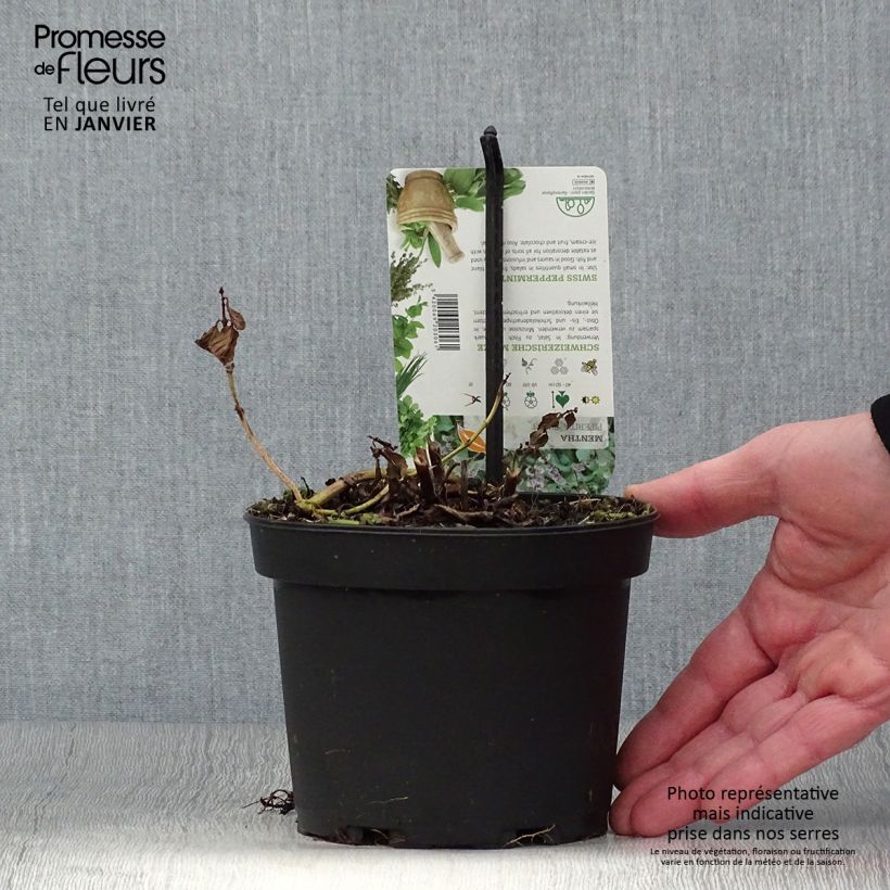 Menta Swiss Maceta 1,5L/2L Ejemplar entregado en invierno