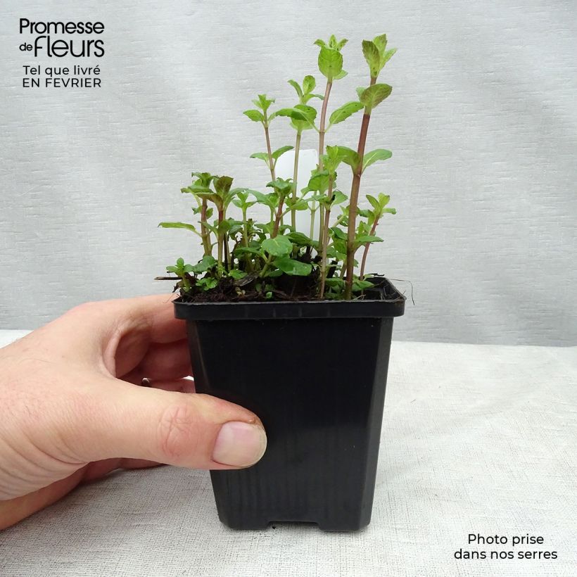 Hierbabuena - Mentha spicata Maceta de 8/9 cm Ejemplar entregado en invierno