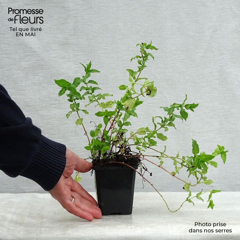 Hierbabuena - Mentha spicata Maceta de 8/9 cm Ejemplar entregado en la primavera