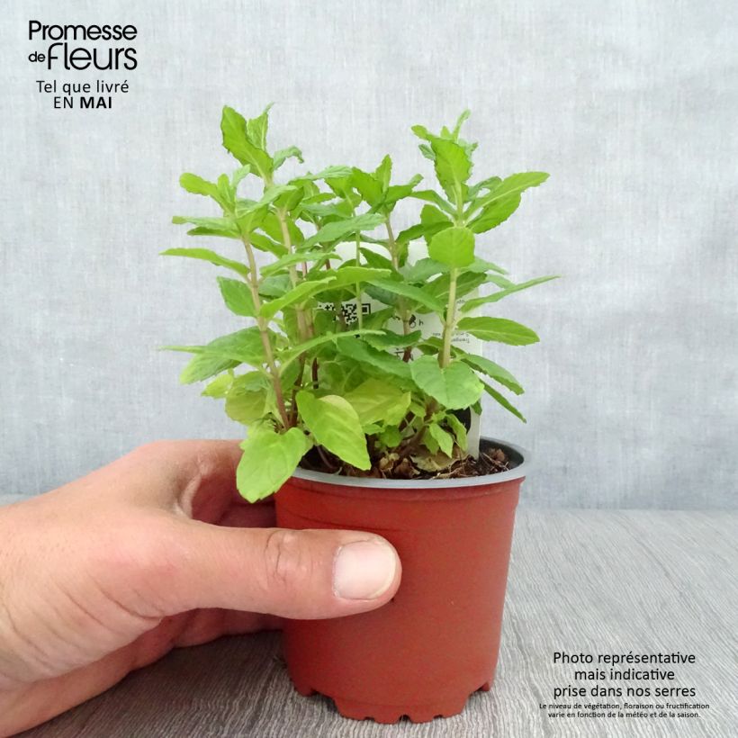 Hierbabuena Bio - Mentha spicata Maceta de 10 cm/11 cm Ejemplar entregado en la primavera