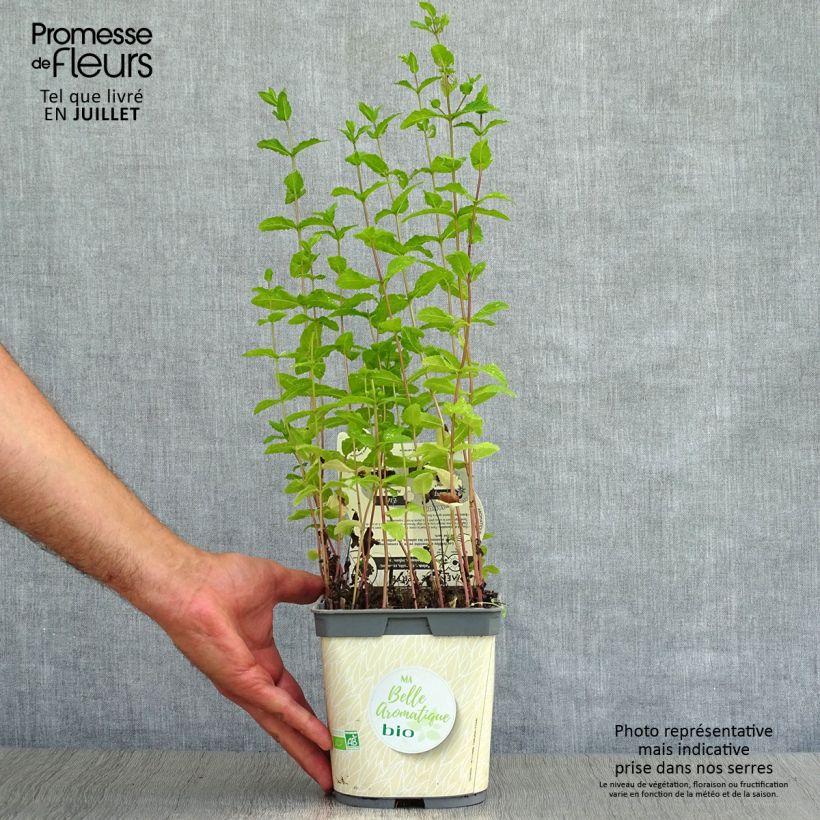 Ejemplar de Hierbabuena Bio - Mentha spicata Maceta 2L/3L entregado en verano