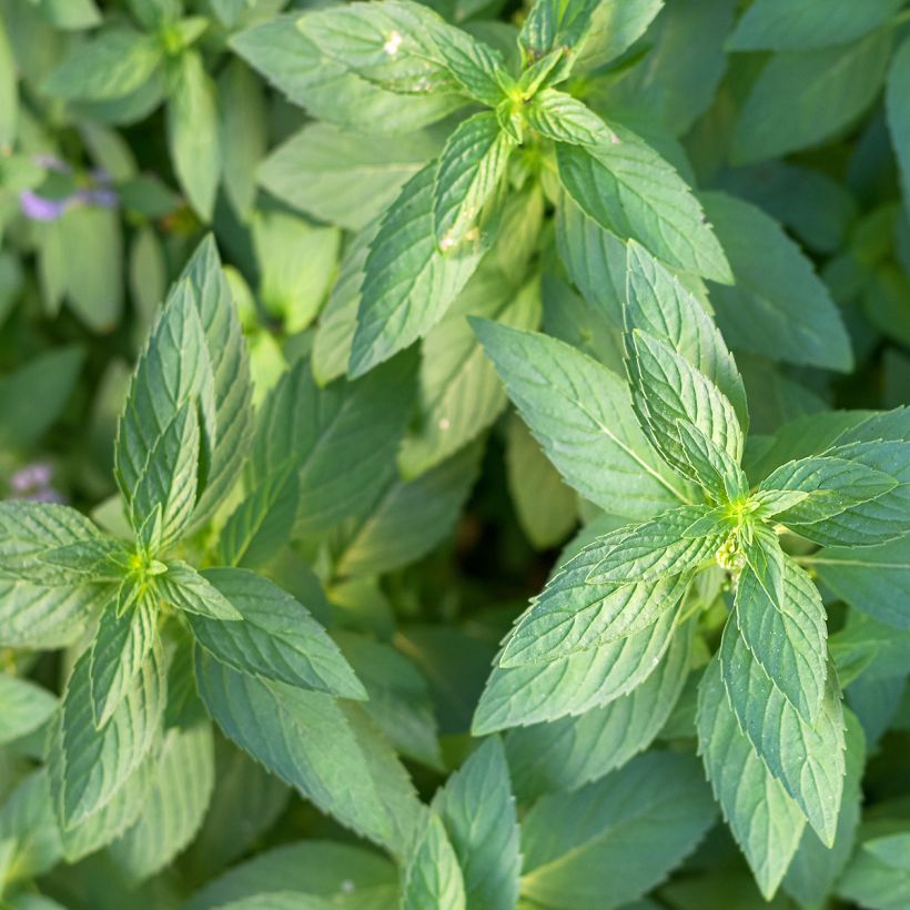 Menta silvestre plátano - Mentha arvensis (Follaje)