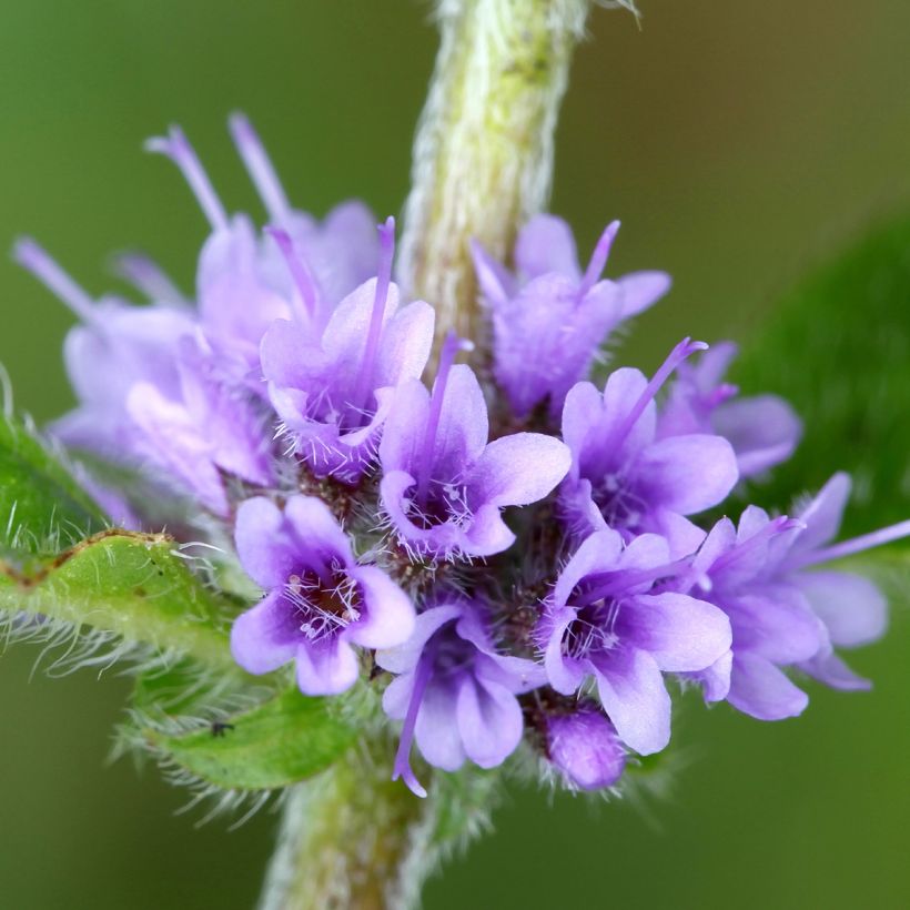Menta silvestre plátano - Mentha arvensis (Floración)