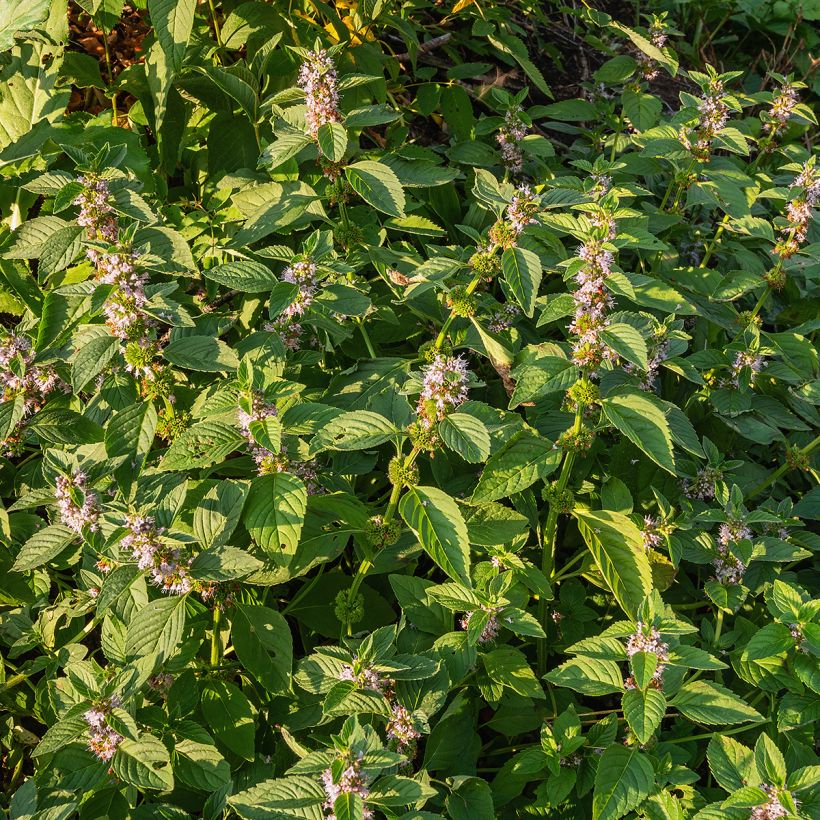 Menta silvestre plátano - Mentha arvensis (Porte)