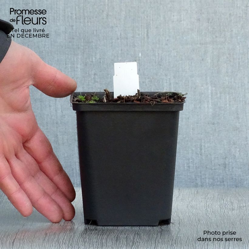 Mertensia virginica Maceta de 8/9 cm Ejemplar entregado en invierno