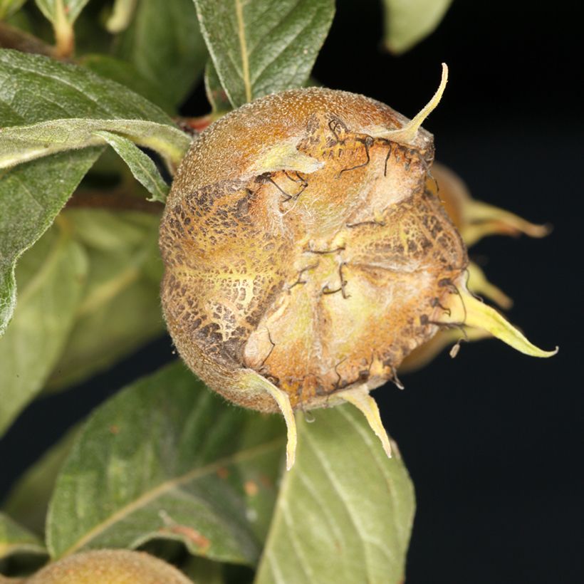 Níspero común Macrocarpa (Cosecha)