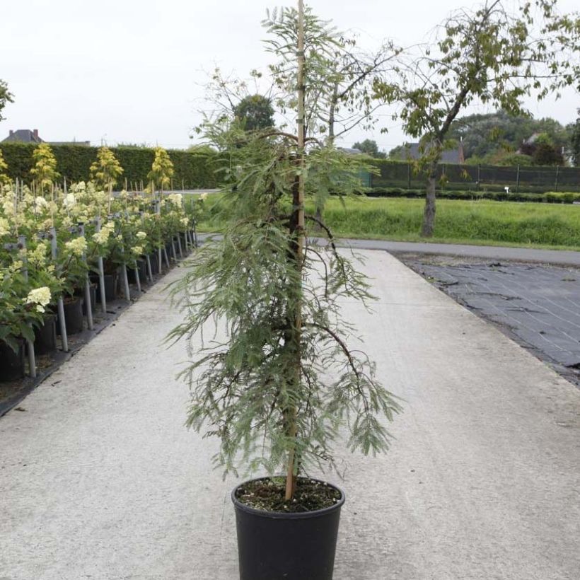 Metasequoia glyptostroboides Miss Grace - Metasecuoya (Porte)