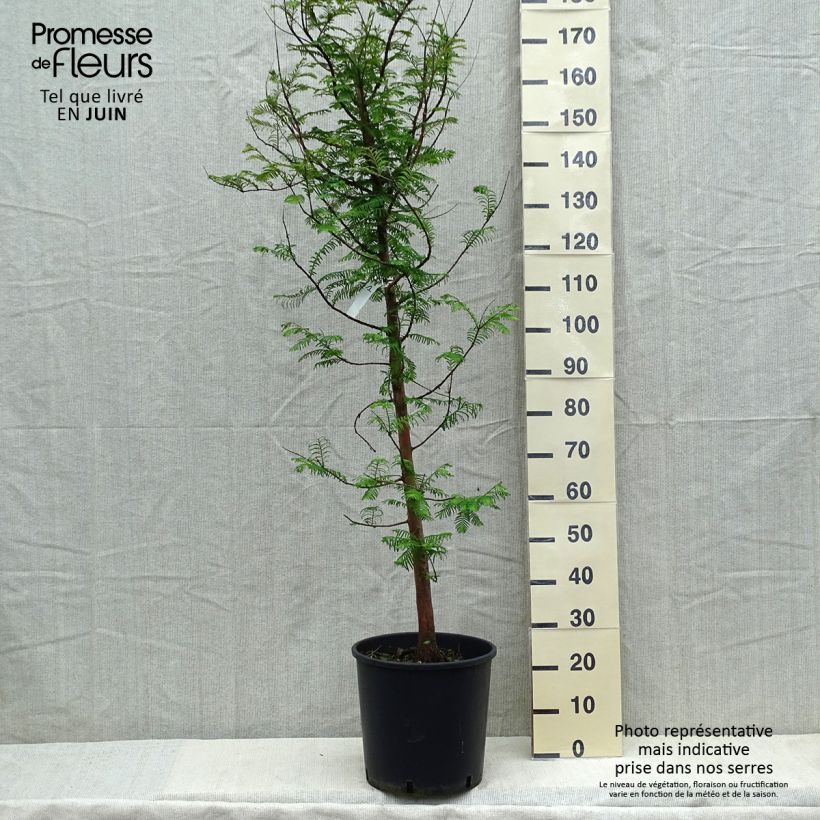 Metasequoia glyptostroboides - Metasecuoya Maceta 18L/20L Ejemplar entregado en la primavera