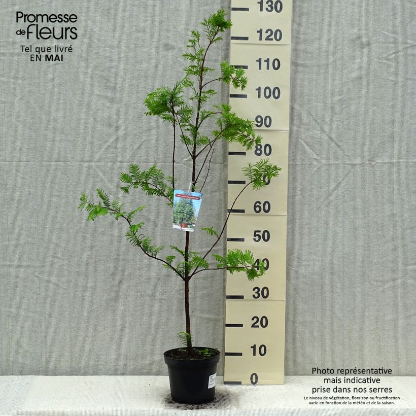 Metasequoia glyptostroboides - Metasecuoya Maceta 3L/4L Ejemplar entregado en la primavera