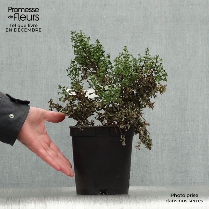 Metrosideros carmineus Ferris Wheel Maceta 3L/4L Ejemplar entregado en invierno