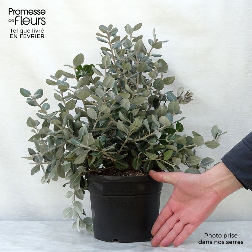 Metrosideros excelsa Maceta 3L/4L Ejemplar entregado en invierno