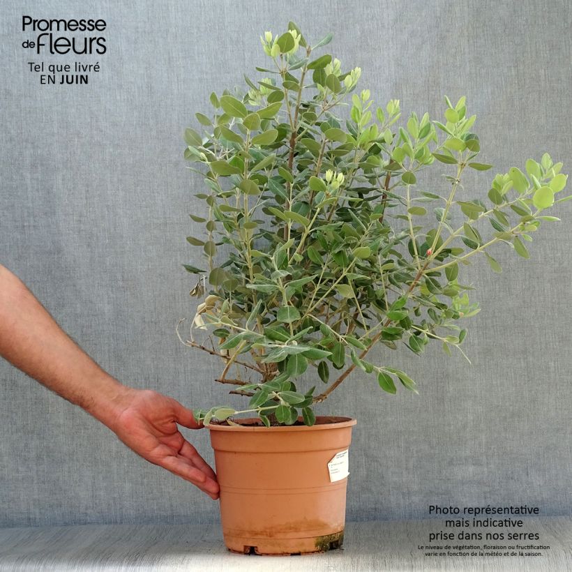 Ejemplar de Metrosideros excelsa Maceta 3L/4L entregado en verano