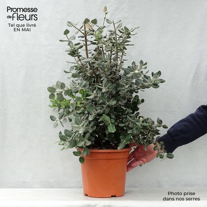 Metrosideros excelsa Maceta 7,5L/10L Ejemplar entregado en la primavera