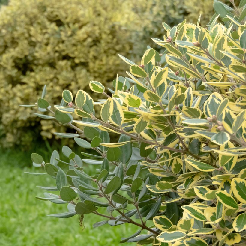 Metrosideros excelsa Aurea (Follaje)