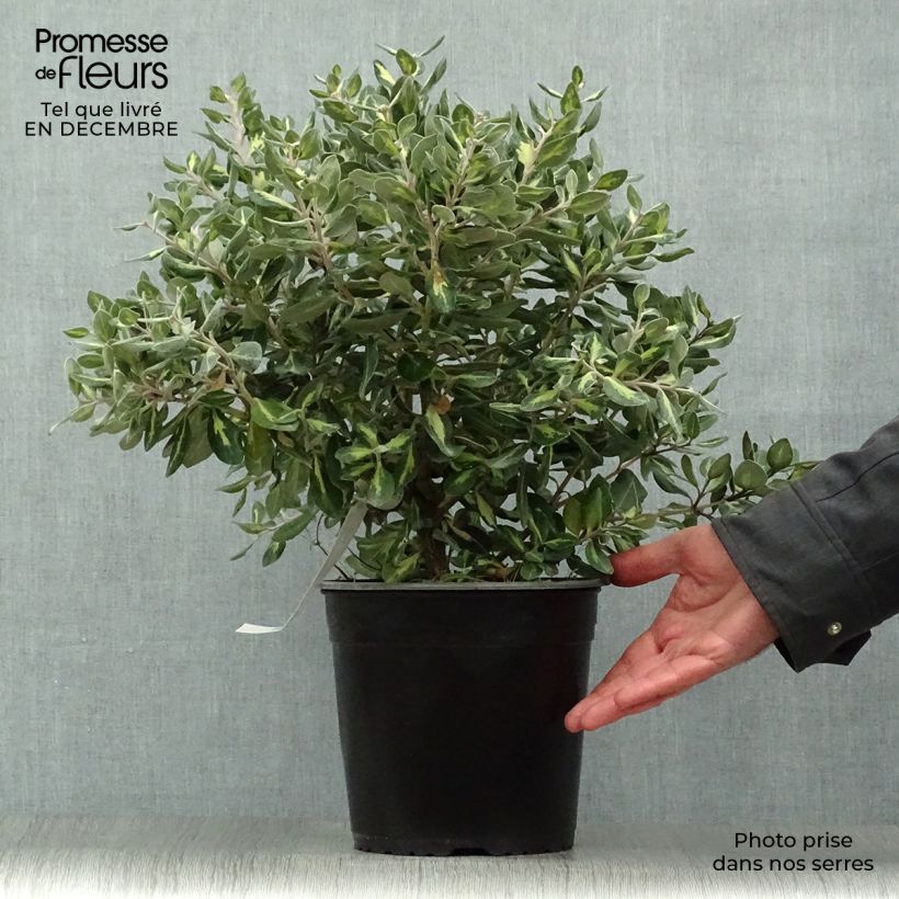 Metrosideros kermadecensis Sunninghill Maceta 4L/5L Ejemplar entregado en invierno