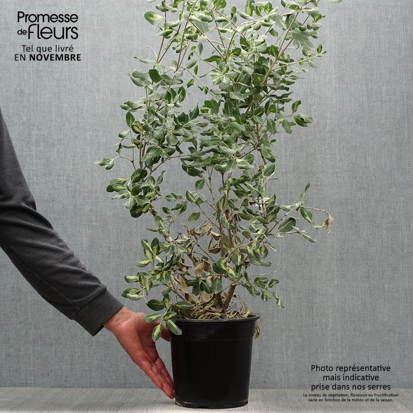 Ejemplar de Metrosideros kermadecensis Sunninghill Maceta 4L/5L entregado en otoño
