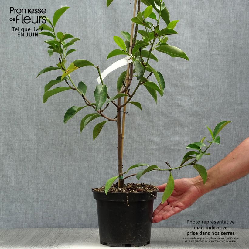 Ejemplar de Magnolia Fairy Lime Maceta 4L/5L entregado en verano