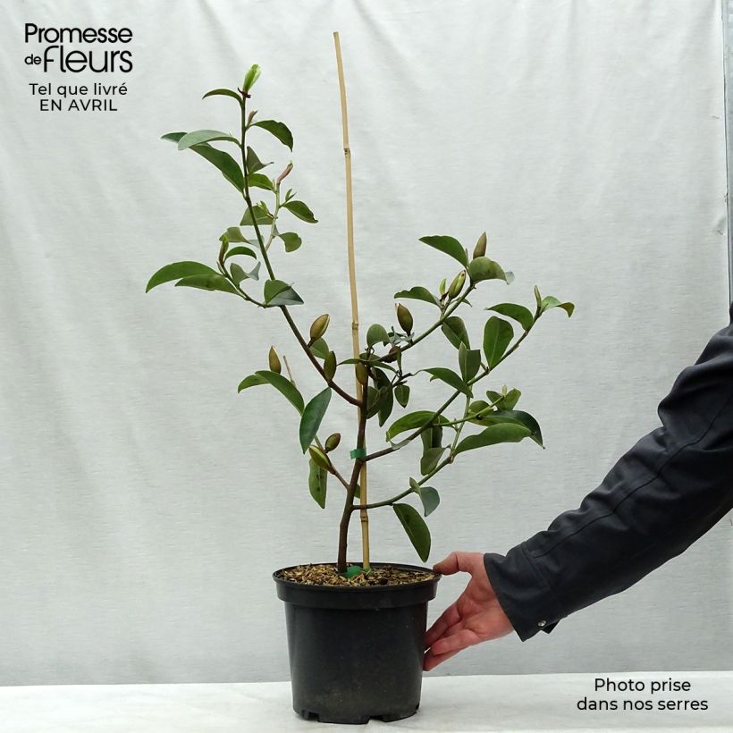 Magnolia Fairy Lime Maceta 4L/5L Ejemplar entregado en la primavera