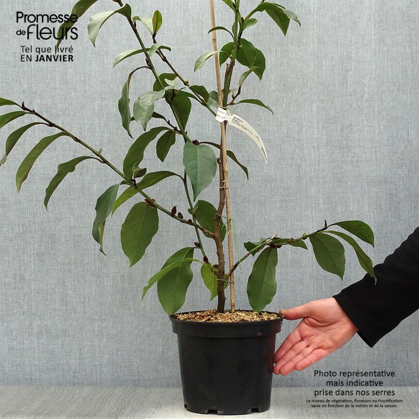 Magnolia foggii Allspice Maceta 4L/5L Ejemplar entregado en invierno