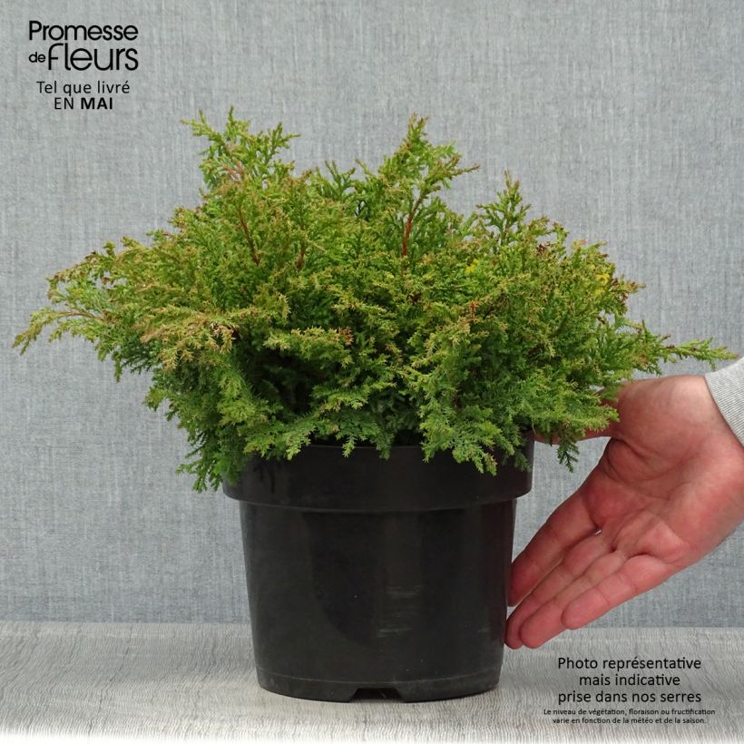 Microbiota decussata Fuzzball - Ciprés siberiano Maceta 2L/3L Ejemplar entregado en la primavera