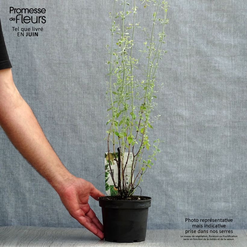 Ejemplar de Micromeria - Micromeria thymifolia Maceta 1,5L/2L entregado en verano