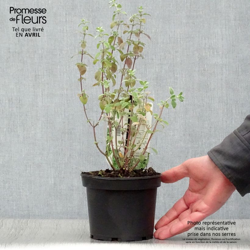 Micromeria - Micromeria thymifolia Maceta 1,5L/2L Ejemplar entregado en la primavera