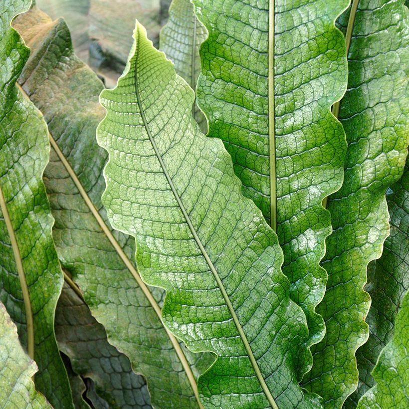 Microsorum musifolium Crocodyllus - Helecho Cocodrilo (Follaje)