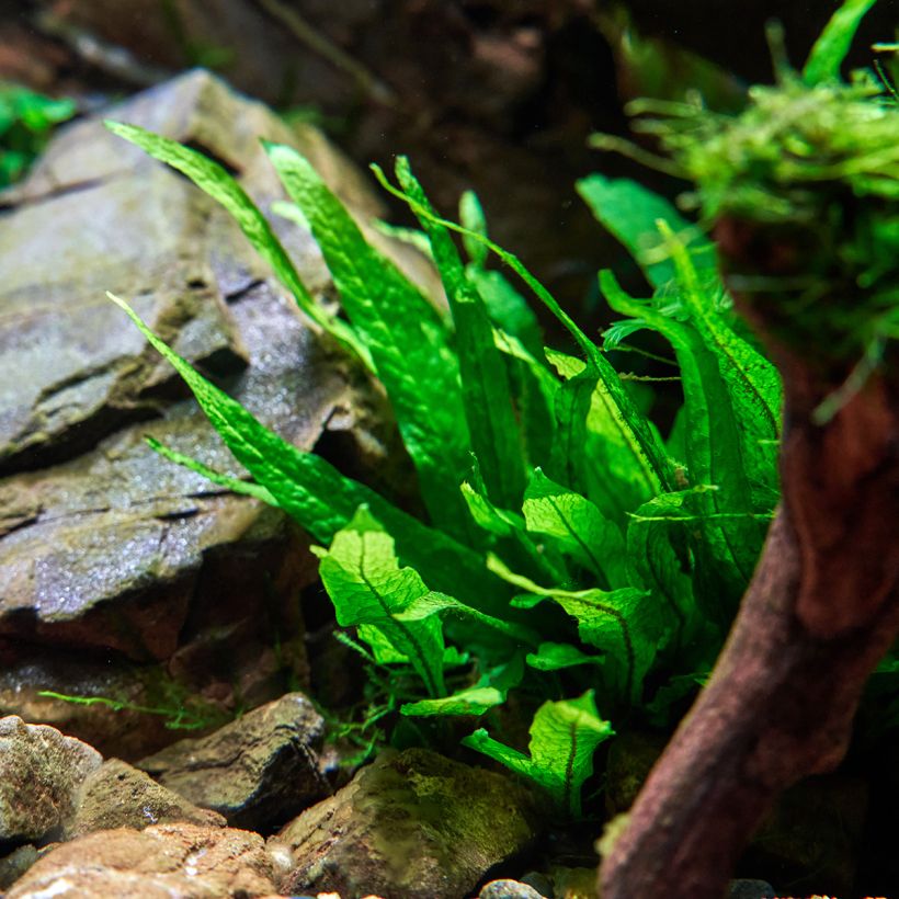 Helecho de java - Microsorum pteropus (Porte)