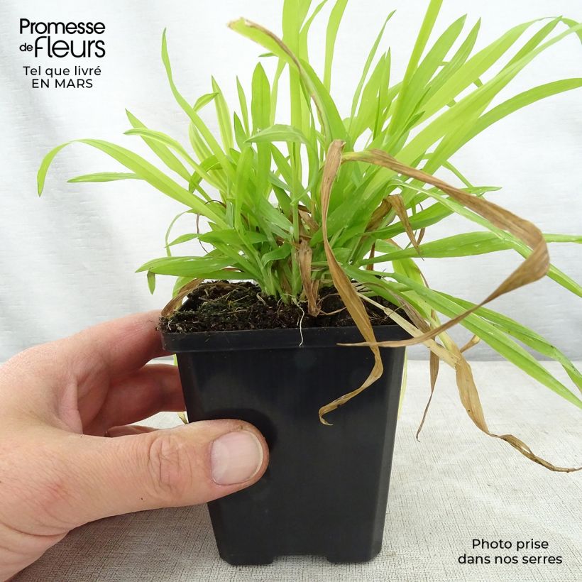 Milium effusum Aureum Maceta de 8/9 cm Ejemplar entregado en la primavera