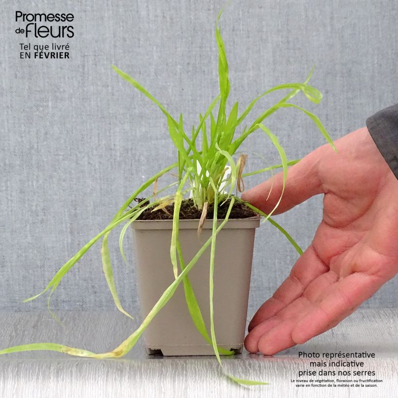 Milium effusum Aureum Maceta de 8/9 cm Ejemplar entregado en invierno