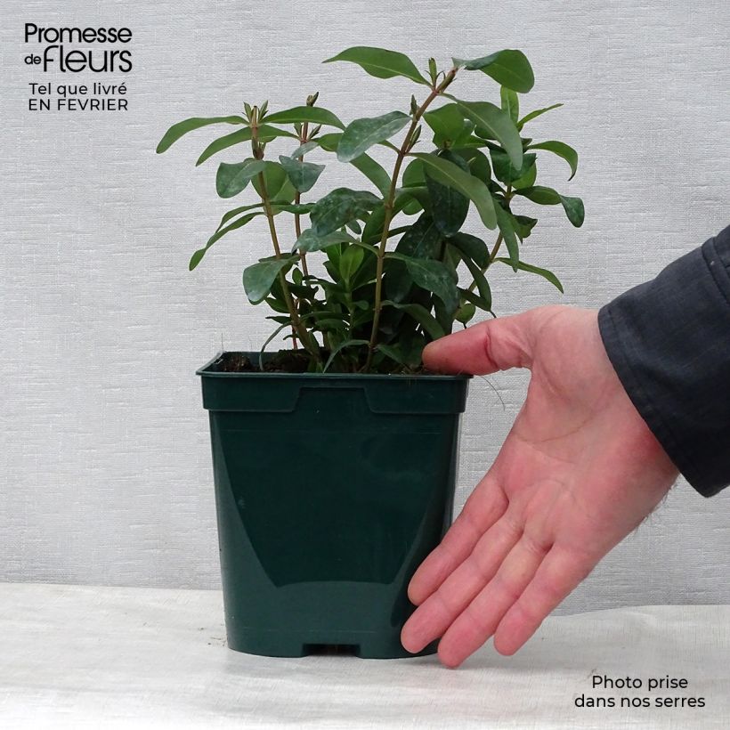 Hypericum calycinum - Hiperico rastrero Maceta 2L/3L Ejemplar entregado en invierno