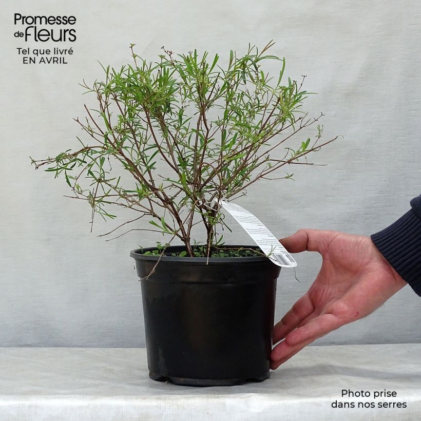 Hypericum densiflorum Buttercup - Hipérico Maceta 2L/3L Ejemplar entregado en la primavera