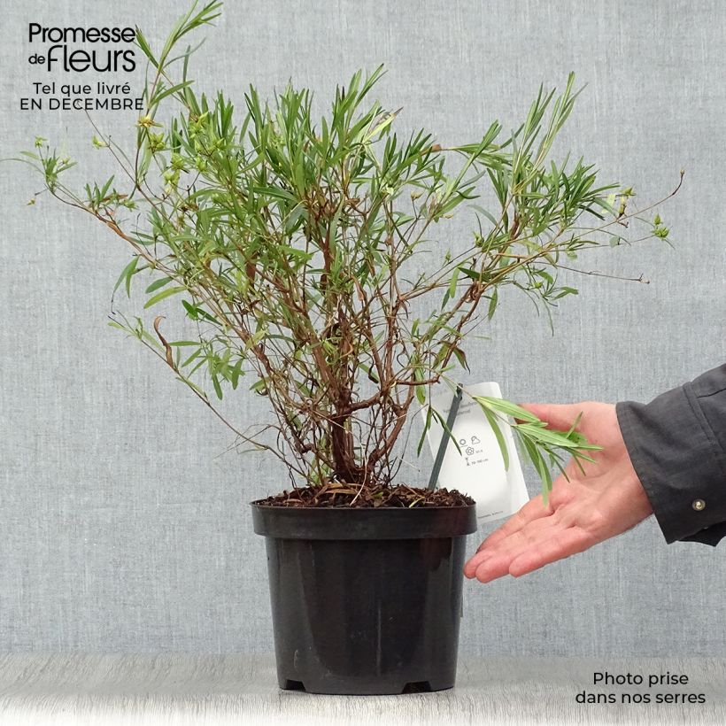 Hypericum densiflorum Buttercup - Hipérico Maceta 2L/3L Ejemplar entregado en invierno