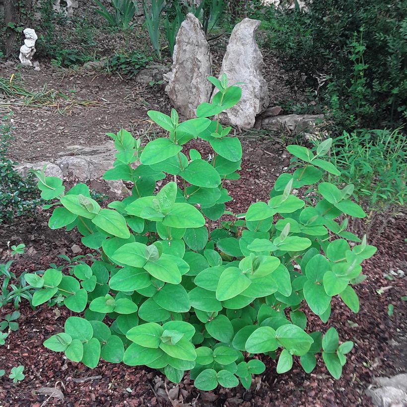 Hypericum inodorum Rheingold - Hipérico (Porte)