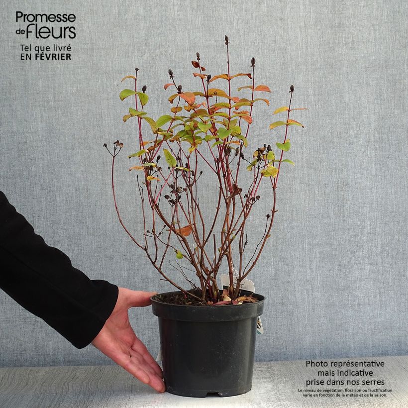 Hypericum inodorum Rheingold - Hipérico Maceta 1L/1,5L Ejemplar entregado en invierno