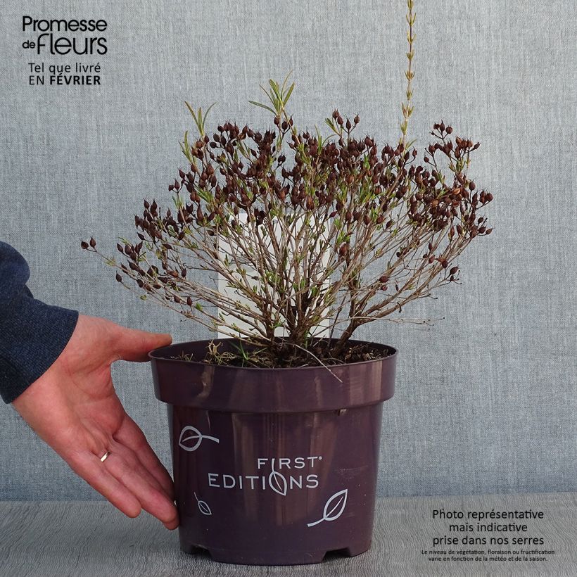 Hypericum kalmianum Cobalt-n-Gold - Hipérico Maceta 2L/3L Ejemplar entregado en invierno