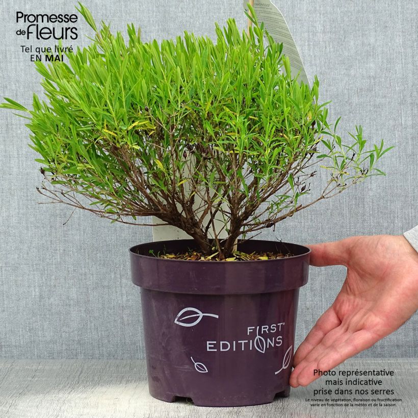 Hypericum kalmianum Cobalt-n-Gold - Hipérico Maceta 2L/3L Ejemplar entregado en la primavera