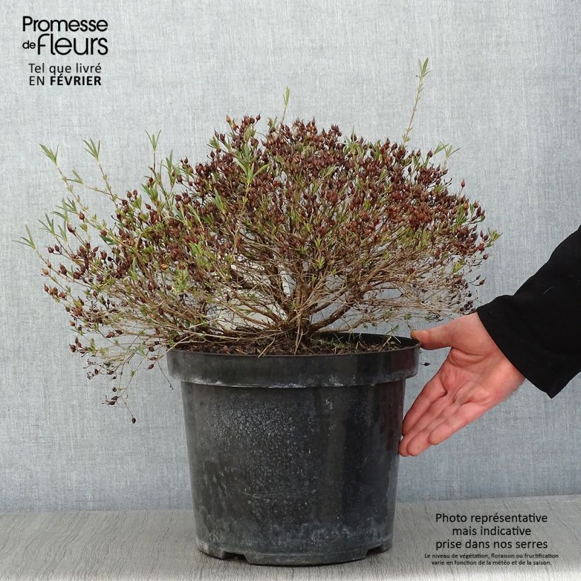 Hypericum kalmianum Cobalt-n-Gold - Hipérico Maceta 7,5L/10L Ejemplar entregado en invierno