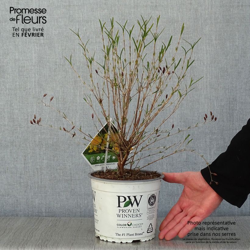 Hypericum kalmianum Sunny Boulevard - Hipérico Maceta 2L/3L Ejemplar entregado en invierno